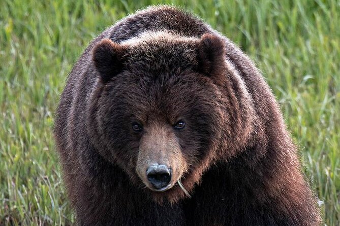 Private Bear Viewing By Seaplane - Good To Know