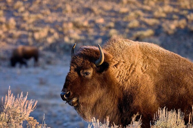Private, Bespoke, Yellowstone Photography Safari - Half Day - Good To Know