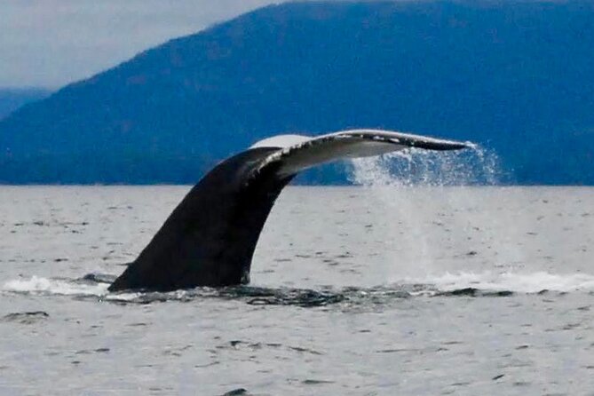 Private Charter Scenic Wildlife Excursion for Cruise Passengers - Good To Know