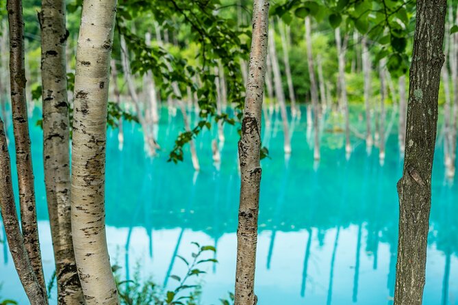 Private Day Trip to Asahiyama Zoo and Biei Blue Pond - Good To Know