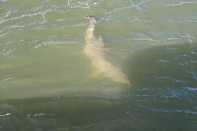 Private Dolphin Boat Tour in Hilton Head Island - Good To Know