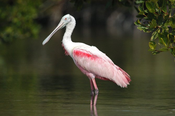Private Everglades National Park Photography, Birding and Wildlife Safari - Tour Features