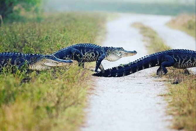 Private Everglades Tour: Explore the Beauty of the Everglades - Good To Know