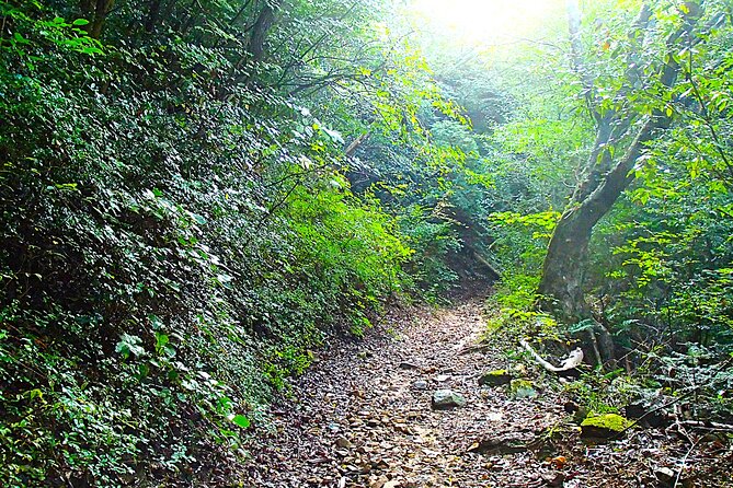Private Historic Road Hike in the Healing Forest of Arima - Good To Know