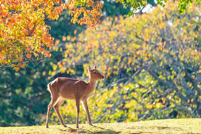 Private Nara Experience With Local Guide - Good To Know