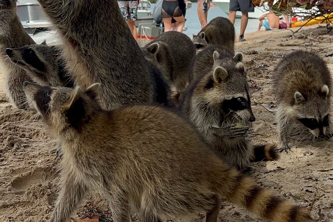 Raccoon Island Boat Tour - Indian Creek, Sanbar and Raccoons - Good To Know