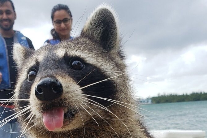 Raccoon Island Exploration on Sup/Kayak - Good To Know
