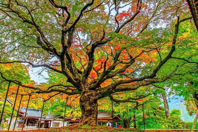 Raizansennyoji Futamigauras Couple Stones Day Tour From Fukuoka - Good To Know