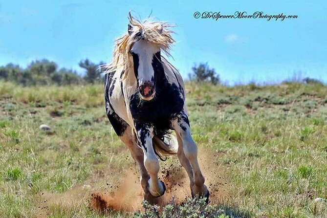 Red Canyon Small Group Wild Mustang Van Tours in Cody Wyoming - Good To Know
