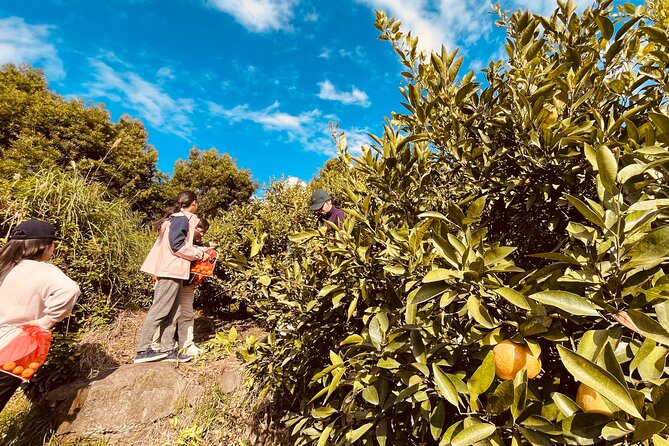 Sakurajima Blessings of the Earth Ride - Biking Through Lush Landscapes
