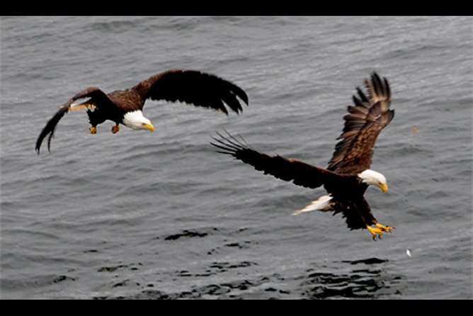Saltwater Expedition Sightseeing & Wildlife - 6 Passenger Boat - Good To Know
