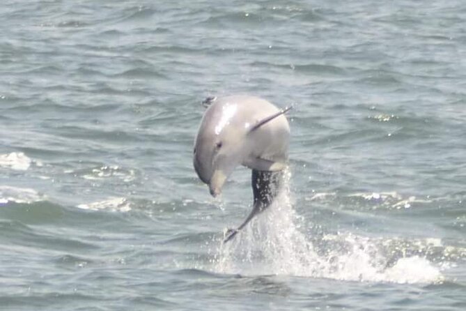 Sea Screamer Cruise - 2 Hour Dolphin Watch Tour in South Carolina - Good To Know