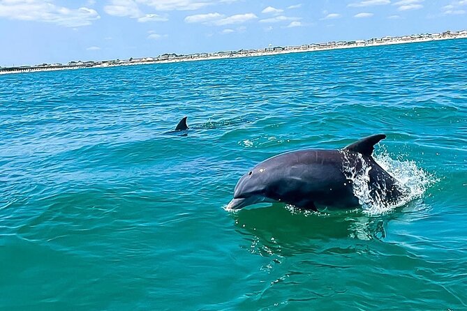 Sea Thunder Cruise-2 Hour Tour Surrounded by Dolphins in S.C - Good To Know