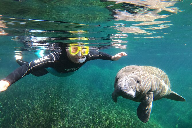 Semi-Private Manatee Snorkeling With in Water Guide - Good To Know