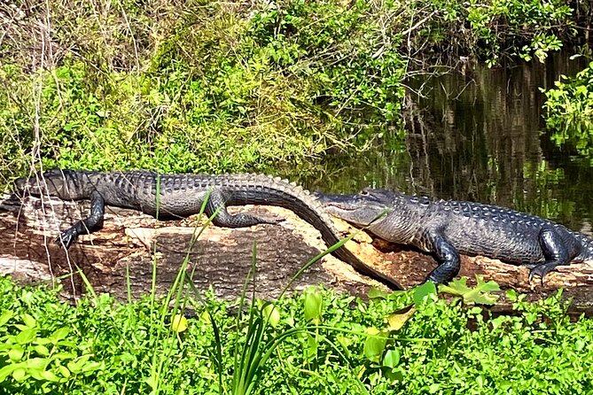 Silver Springs Premium Florida Manatee & Wildlife Experience - Good To Know