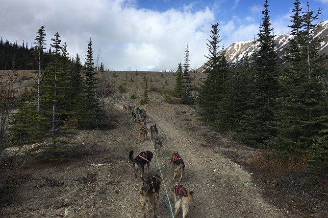 Sled Dog Adventure and Pan for Gold in the Yukon - Good To Know