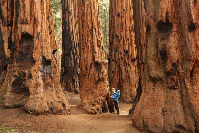 Small Group Sequoia Tour From Wuksachi Lodge With Lunch - Good To Know