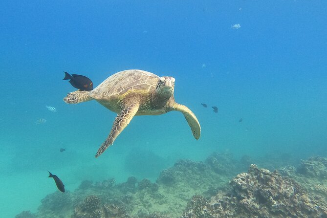 Snorkeling With Turtle/Water Scooter/Paddleboard Adventures Oahu - Good To Know
