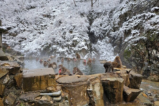 Snow Monkey Nagano One Day Private Tour With English Guide. - Good To Know