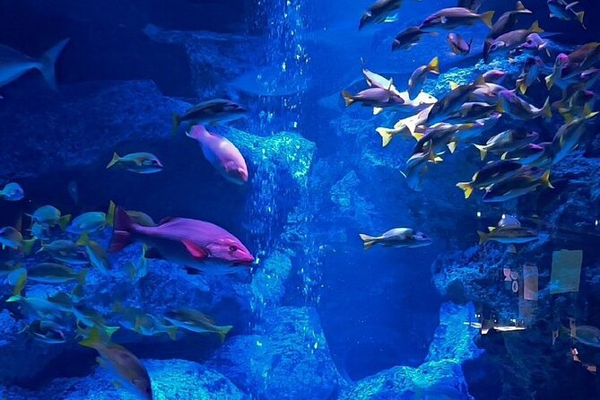 Sumida Aquarium Ticket Tokyo - Good To Know
