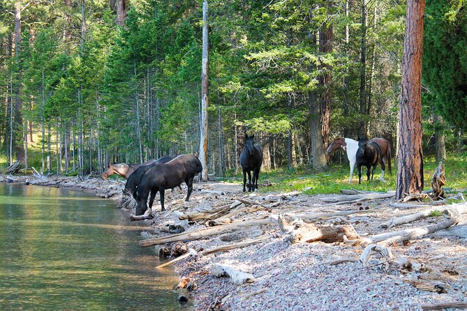 Sunset Wild Horse Island Private Boat Tour - Good To Know