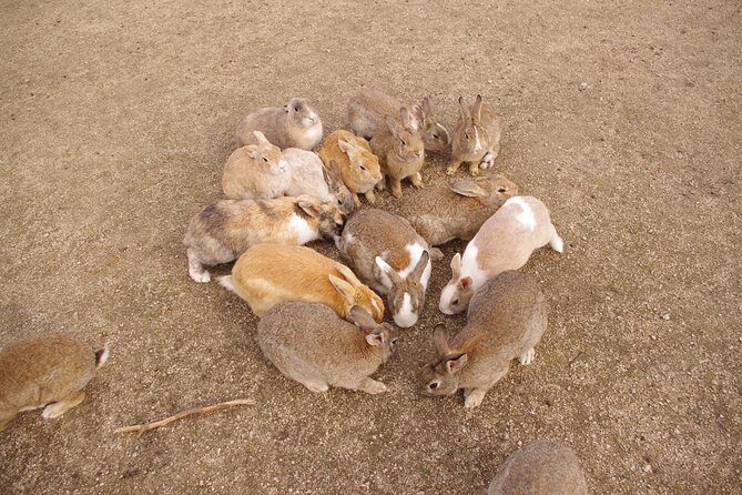 Takehara Historical Townscape Sake Tasting & Rabbit Island - Good To Know
