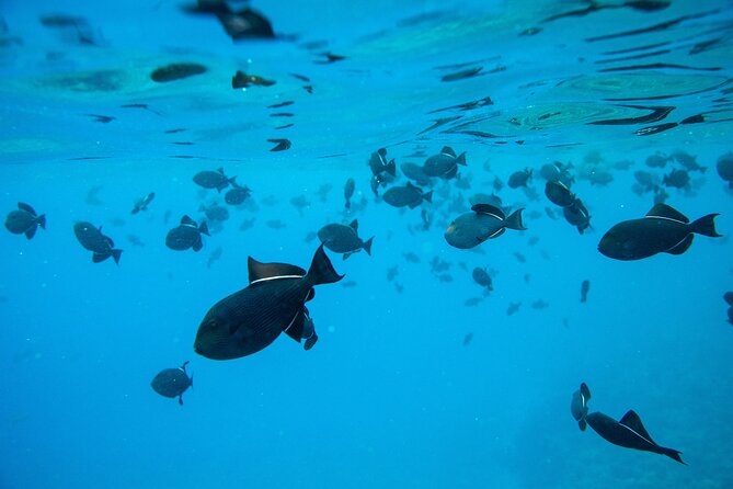 The Best 2.5 Hour Molokini Snorkel Tour & Whale Watch - Good To Know