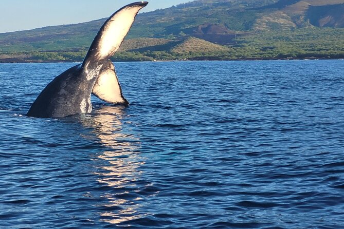 The Best 8 Am 1.5 Hour Whale Watching Tour - Good To Know