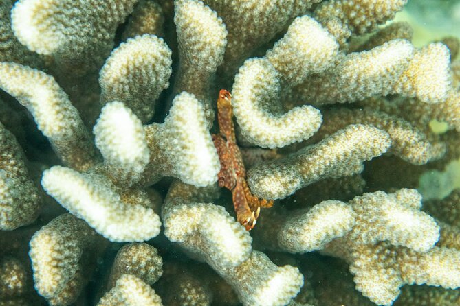 The Best Maui 3 Hour Molokini and Turtle Town Snorkel - Good To Know