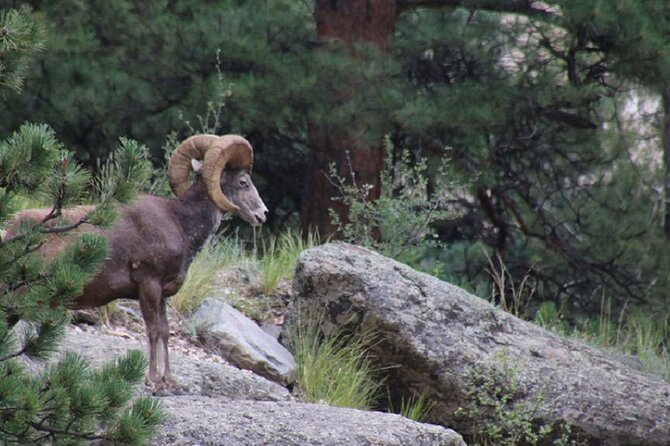 The Rocky Mountain National Park Safari Tour - Traveler Feedback and Ratings