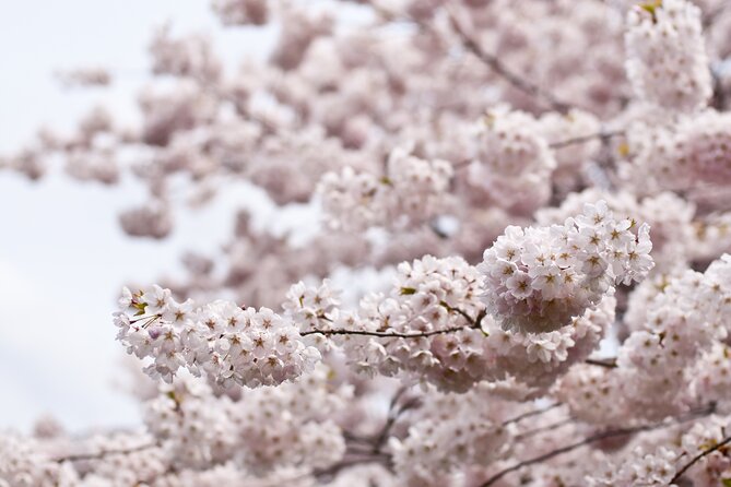 Tokyo City Cherry Blossom Private Sightseeing Tour - Good To Know