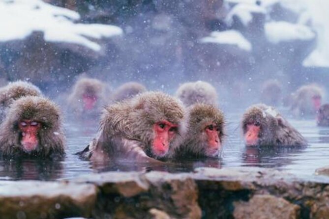 Tokyo Day Trip to Snow Monkeys and Zenkoji - Good To Know