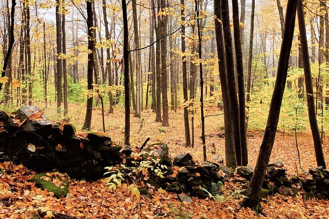 Transformative Forest Immersion: A Mindful Journey for Inner Calm - Good To Know