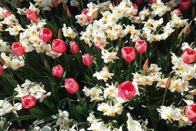 Tulip Festival and Skagit Valley Tour - Good To Know