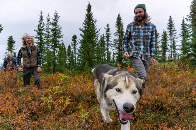 Tundra Walk With Free Running Sled Dogs - Good To Know