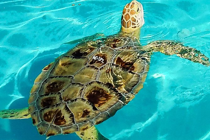 Turtle Hospital and Lower Florida Keys Day Trip From Key West - Good To Know