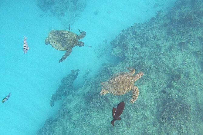 Turtle Snorkeling and Dole Plantation Guided Tour In Oahu - Good To Know