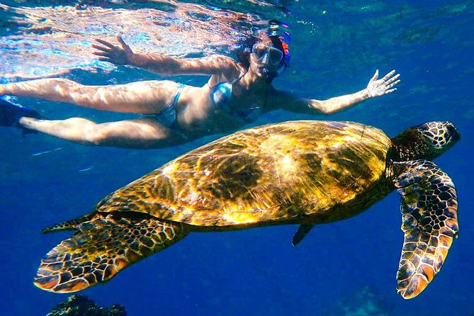 Turtle Town Clear Kayak & Snorkel Tour (11am-1pm) - Good To Know