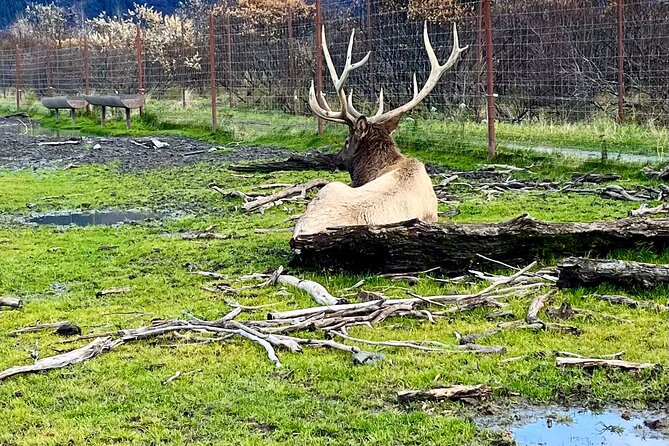 Ultimate Anchorage Summer Wildlife Tour - Good To Know