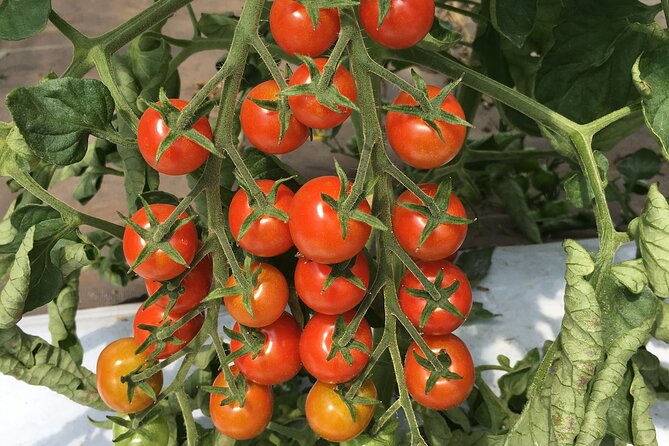 Vegetable Harvesting and Food Culture Experience in Yamada Town - Good To Know