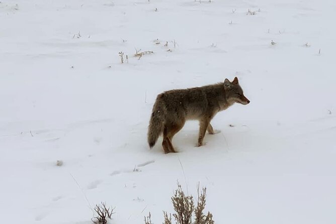 VIP Private North Yellowstone National Park Winter Excursion - Good To Know