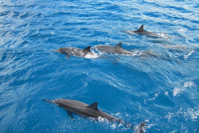 Waikoloa Catamaran Morning Snorkel Inluding Lunch - Good To Know