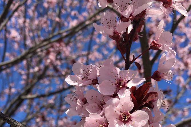 Washington D.C. Cherry Blossom Day Tour From Dc&Va - Good To Know
