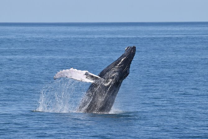 Whale Dolphin and Bird Watching Ecotour Cruise - Good To Know