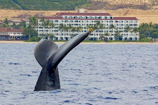 Whale Watching Experience - Good To Know
