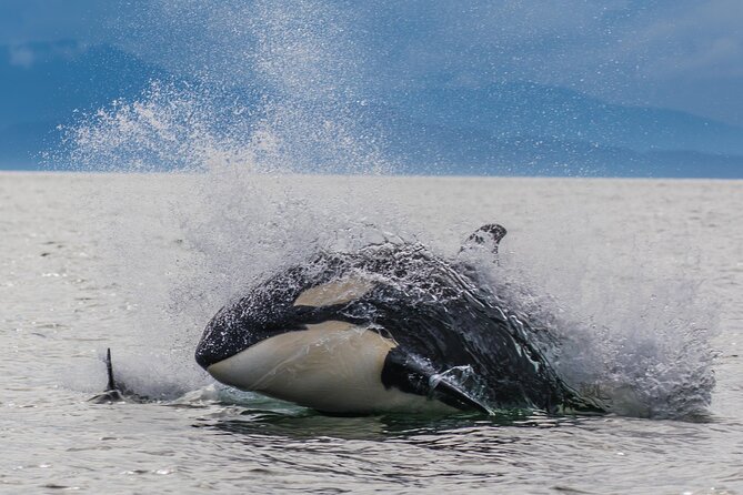 Whale-Watching, Icy Point, Hoonah , Whales, Orca, Killer-Whales. - Good To Know