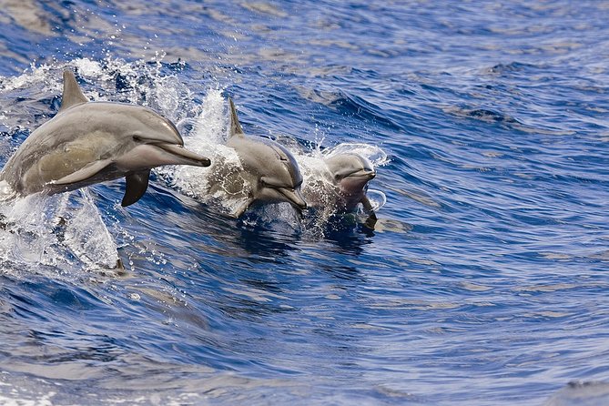 Whale Watching Tour: Whales Guaranteed in Kona Waikoloa - Good To Know