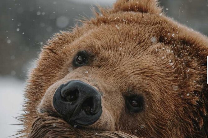 Winter Wildlife Safari: Lamar Valley + Lunch | Bozeman | PRIVATE - Good To Know