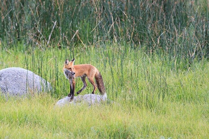 Yellowstone & Grand Teton Natl Parks Day Tour - Private Tour - Good To Know