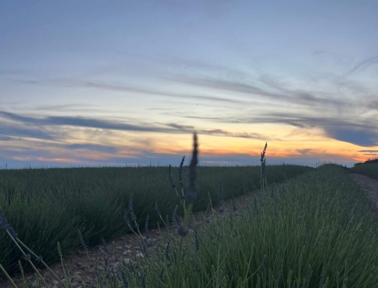 A Provençal Picnic at Sunset in the Lavender Fields